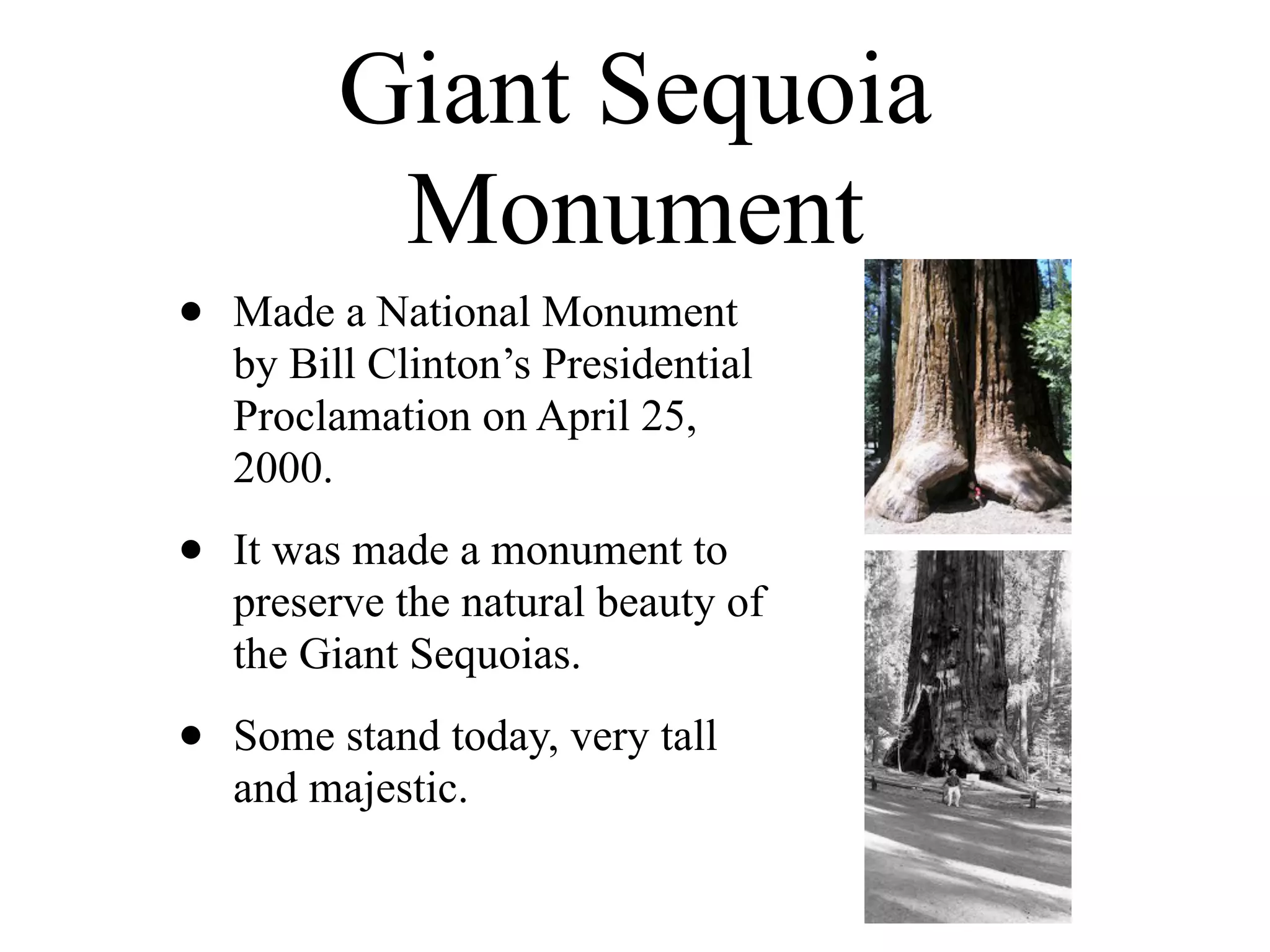 Giant Sequoia
           Monument
•   Made a National Monument
    by Bill Clinton’s Presidential
    Proclamation on April 25,
    2000.

•   It was made a monument to
    preserve the natural beauty of
    the Giant Sequoias.

•   Some stand today, very tall
    and majestic.
 