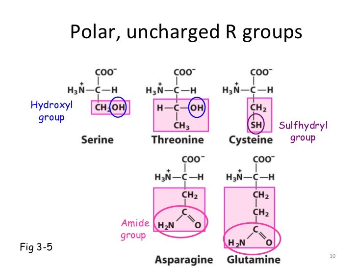 gfp hydrophobic amino acids