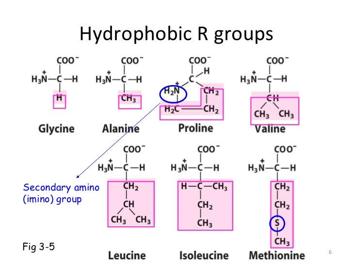 protein oligomers hydrophobic amino acids