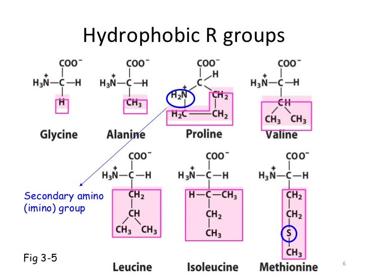 hydrophillic and hydrophobic amino acids hydrophillic and hydrophobic amino acids