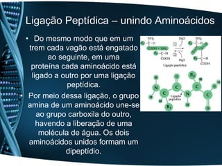 Ligação Peptídica – unindo Aminoácidos
  • Do mesmo modo que em um
   trem cada vagão está engatado
         ao seguinte, em uma
    proteína cada aminoácido está
    ligado a outro por uma ligação
               peptídica.
• Por meio dessa ligação, o grupo
   amina de um aminoácido une-se
      ao grupo carboxila do outro,
      havendo a liberação de uma
       molécula de água. Os dois
   aminoácidos unidos formam um
              dipeptídio.
 