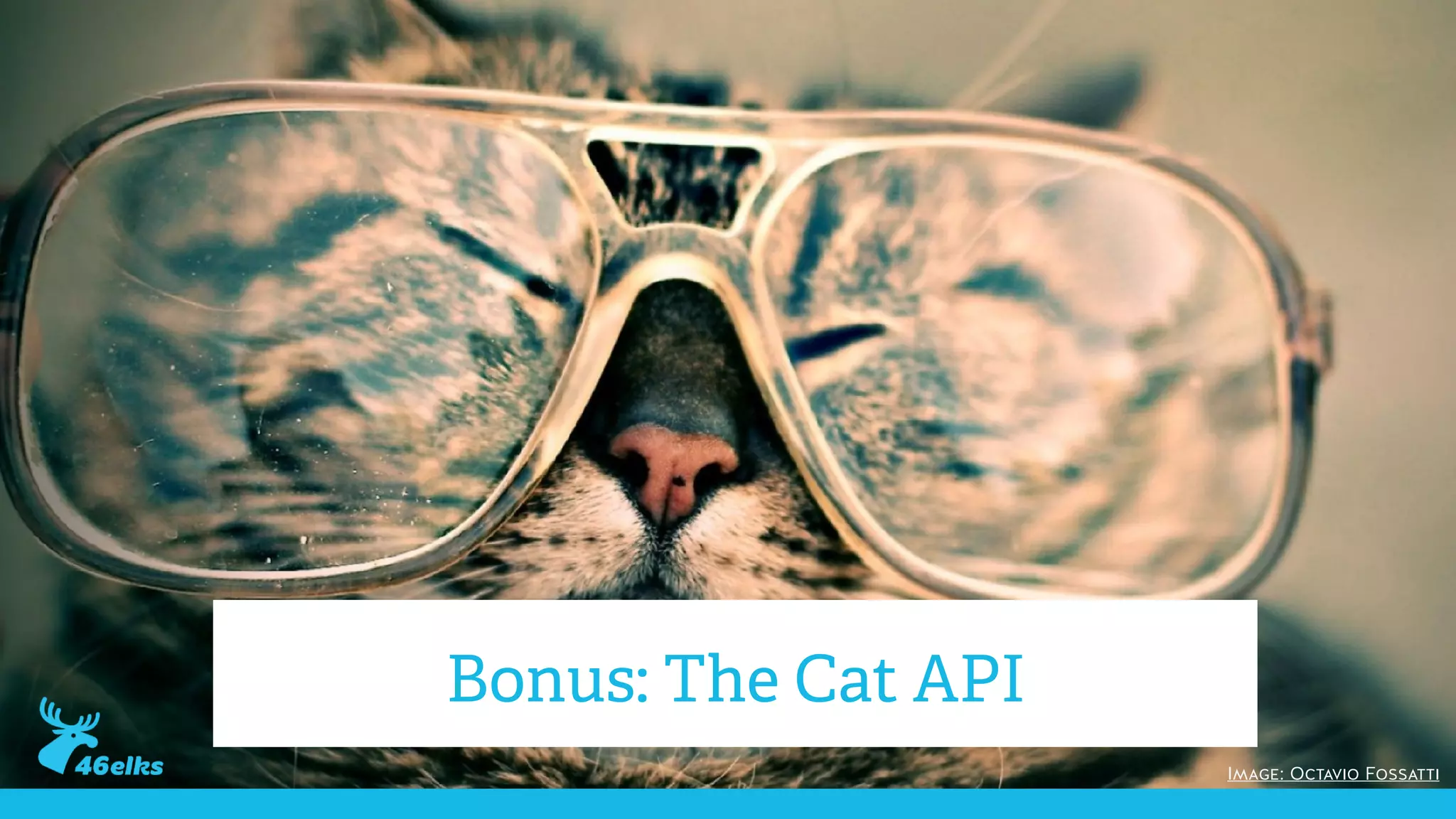 Image: Octavio Fossatti
Bonus: The Cat API