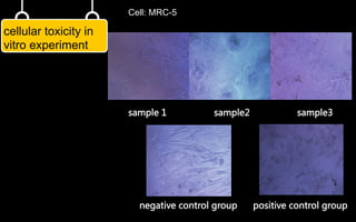 实验总结  
cellular toxicity in
vitro experiment  
课题背景  
取正常传代培养的人胚肺成纤维细胞（MRC-5）细胞，用添
加了样品浸提液、苯酚的培养液，以及空白培养液进行培养，
用MTT比色法观察其增长率，并将样品与对照组进行比较。  
                                  negative  control  group            positive  control  group  
        sample  1                                    sample2                                    sample3  
Cell: MRC-5
 