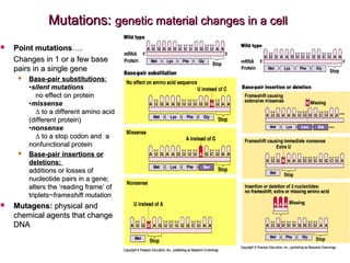 Mutations:Mutations: genetic material changes in a cellgenetic material changes in a cell
 Point mutationsPoint mutations….….
Changes in 1 or a few baseChanges in 1 or a few base
pairs in a single genepairs in a single gene
 Base-pair substitutionsBase-pair substitutions::
••silent mutationssilent mutations
no effect on proteinno effect on protein
••missensemissense
∆ to a different amino acid∆ to a different amino acid
(different protein)(different protein)
••nonsensenonsense
∆ to a stop codon and∆ to a stop codon and aa
nonfunctional proteinnonfunctional protein
 Base-pair insertions orBase-pair insertions or
deletions:deletions:
additions or losses ofadditions or losses of
nucleotide pairs in a gene;nucleotide pairs in a gene;
alters the ‘reading frame’ ofalters the ‘reading frame’ of
triplets~triplets~frameshift mutationframeshift mutation
 Mutagens:Mutagens: physical andphysical and
chemical agents that changechemical agents that change
DNADNA
 