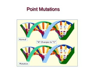 Point MutationsPoint Mutations
 