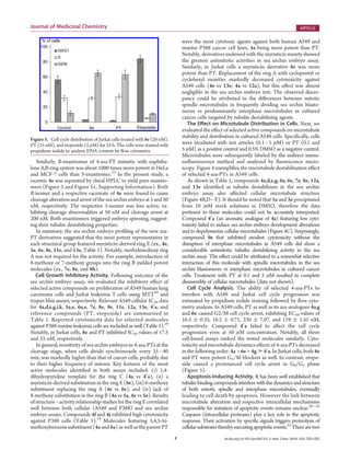 F dx.doi.org/10.1021/jm200737s |J. Med. Chem. XXXX, XXX, 000–000
Journal of Medicinal Chemistry ARTICLE
Similarly, R-enantiomer of 4-aza-PT mimetic with naphtha-
lene A,B-ring system was about 1000 times more potent in HeLa
and MCF-7 cells than S-enantiomer.23
In the present study, a
racemic 4e was separated by chiral HPLC to yield pure enantio-
mers (Figure 3 and Figure S1, Supporting Information). Both
R-isomer and a respective racemate of 4e were found to cause
cleavage alteration and arrest of the sea urchin embryo at 5 and 50
nM, respectively. The respective S-isomer was less active, ex-
hibiting cleavage abnormalities at 50 nM and cleavage arrest at
200 nM. Both enantiomers triggered embryo spinning, suggest-
ing their tubulin destabilizing properties.
In summary, the sea urchin embryo proﬁling of the new aza-
PT derivatives suggested that the most potent representative in
each structural group featured myristicin-derived ring E (ex., 4e,
5e, 6e, 8e, 11e, and 13e, Table 1). Notably, methylenedioxy ring
A was not required for the activity. For example, introduction of
6-methoxy or 7-methoxy groups into the ring B yielded potent
molecules (ex., 7e, 8e, and 8h).
Cell Growth Inhibitory Activity. Following outcome of the
sea urchin embryo assay, we evaluated the inhibitory effect of
selected active compounds on proliferation of A549 human lung
carcinoma cells and Jurkat leukemia T-cells using MTT49
and
trypan blue assays, respectively. Relevant A549 cellular IC50 data
for 4a,d,e,g,i,k, 5a,e, 6a,e, 7e, 8e, 9e, 11e, 12a, 13e, 40
a, and
reference compounds (PT, etoposide) are summarized in
Table 1. Reported cytotoxicity data for selected molecules
against P388 murine leukemia cells are included as well (Table 1).19
Notably, in Jurkat cells, 8e and PT exhibited IC50 values of 17.5
and 25 nM, respectively.
In general, sensitivity of sea urchin embryos to 4-aza-PTs at the
cleavage stage, when cells divide synchronously every 35À40
min, was markedly higher than that of cancer cells, probably due
to their higher frequency of mitosis. Key features of the most
active molecules identiﬁed in both assays included: (i) 1,4-
dihydropyridine template for the ring C (4a vs 40
a), (ii) a
myristicin-derived substitution in the ring E (8e), (iii) 6-methoxy
substituent replacing the ring A (4e vs 8e), and (iv) lack of
8-methoxy substitution in the ring B (4a vs 5a, 4e vs 5e). Results
of structureÀactivity relationship studies for the ring E correlated
well between both cellular (A549 and P388) and sea urchin
embryo assays. Compounds 4f and 4j exhibited high cytotoxicity
against P388 cells (Table 1).19
Molecules featuring 3,4,5-tri-
methoxybenzene substituent (4a and 6a) as well as the parent PT
were the most cytotoxic agents against both human A549 and
murine P388 cancer cell lines, 4a being more potent than PT.
Notably, derivatives endowed with the myristicin moiety showed
the greatest antimitotic activities in sea urchin embryo assay.
Similarly, in Jurkat cells a myristicin derivative 8e was more
potent than PT. Replacement of the ring A with cyclopentyl or
cyclohexyl moieties markedly decreased cytotoxicity against
A549 cells (4e vs 13e; 4a vs 12a), but this eﬀect was almost
negligible in the sea urchin embryo test. The observed discre-
pancy could be attributed to the diﬀerences between mitotic
spindle microtubules in frequently dividing sea urchin blasto-
meres vs predominantly interphase microtubules in cultured
cancer cells targeted by tubulin destabilizing agents.
The Effect on Microtubule Distribution in Cells. Next, we
evaluated the effect of selected active compounds on microtubule
stability and distribution in cultured A549 cells. Specifically, cells
were incubated with test articles (0.1À5 μM) or PT (0.1 and
5 μM) as a positive control and 0.5% DMSO as a negative control.
Microtubules were subsequently labeled by the indirect immu-
nofluorescence method and analyzed by fluorescence micro-
scopy. Figure 4 exemplifies the microtubule destabilization effect
of selected 4-aza-PTs in A549 cells.
As shown in Table 1, compounds 4a,d,e,g, 6a, 6e, 7e, 8e, 12a,
and 13e identiﬁed as tubulin destabilizers in the sea urchin
embryo assay also aﬀected cellular microtubule structure
(Figure 4B,DÀF). It should be noted that 5a and 5e precipitated
from 10 mM stock solutions in DMSO, therefore the data
pertinent to these molecules could not be accurately interpreted.
Compound 40
a (an aromatic analogue of 4a) featuring low cyto-
toxicity failed to induce sea urchin embryo development alterations
and to depolymerize cellular microtubules (Figure 4C). Surprisingly,
compound 9e that exhibited modest cytotoxicity without the
disruption of interphase microtubules in A549 cells did show a
considerable antimitotic tubulin destabilizing activity in the sea
urchin assay. The eﬀect could be attributed to a somewhat selective
interaction of this molecule with spindle microtubules in the sea
urchin blastomeres vs interphase microtubules in cultured cancer
cells. Treatment with PT at 0.1 and 5 μM resulted in complete
disassembly of cellular microtubules (data not shown).
Cell Cycle Analysis. The ability of selected 4-aza-PTs to
interfere with A549 and Jurkat cell cycle progression was
estimated by propidium iodide staining followed by flow cyto-
metry analysis. In A549 cells, PT as well as its aza-analogues 4a,g
and 6e caused G2/M cell cycle arrest, exhibiting EC50 values of
16.5 ( 0.35, 16.2 ( 0.71, 230 ( 7.07, and 119 ( 1.41 nM,
respectively. Compound 40
a failed to affect the cell cycle
progression even at 50 μM concentration. Notably, all three
cell-based assays ranked the tested molecules similarly. Cyto-
toxicity and microtubule dynamics effects of 4-aza-PTs decreased
in the following order: 4a > 6e > 4g . 40
a. In Jurkat cells, both 8e
and PT were potent G2/M blockers as well. In contrast, etopo-
side caused a pronounced cell cycle arrest in G0/G1 phase
(Figure 5).
Apoptosis-Inducing Activity. It has been well established that
tubulinbindingcompounds interferewiththe dynamics andstructure
of both mitotic spindle and interphase microtubules, eventually
leading to cell death by apoptosis. However the link between
microtubule alteration and respective intracellular mechanisms
responsible for initiation of apoptotic events remains unclear.50À52
Caspases (intracellular proteases) play a key role in the apoptotic
response. Their activation by specific signals triggers proteolysis of
cellularsubstratestherebyexecutingapoptoticevents.53
Therearetwo
Figure 5. Cell cycle distribution of Jurkat cells treated with 8e (20 nM),
PT (25 nM), and etoposide (2 μM) for 24 h. The cells were stained with
propidium iodide to analyze DNA content by ﬂow cytometry.
 