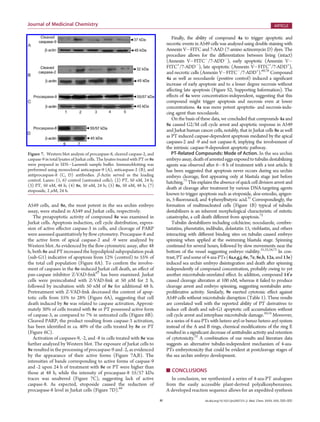 H dx.doi.org/10.1021/jm200737s |J. Med. Chem. XXXX, XXX, 000–000
Journal of Medicinal Chemistry ARTICLE
A549 cells, and 8e, the most potent in the sea urchin embryo
assay, were studied in A549 and Jurkat cells, respectively.
The proapoptotic activity of compound 8e was examined in
Jurkat cells. Apoptosis induction, cell cycle distribution, expres-
sion of active eﬀector caspase-3 in cells, and cleavage of PARP
were assessed quantitatively by ﬂow cytometry. Procaspase-8 and
the active form of apical caspase-2 and -9 were analyzed by
Western blot. As evidenced by the ﬂow cytometric assay, after 48
h, both 8e and PT increased the hypodiploid subpopulation peak
(sub-G1) indicative of apoptosis from 12% (control) to 55% of
the total cell population (Figure 6A). To conﬁrm the involve-
ment of caspases in the 8e-induced Jurkat cell death, an eﬀect of
pan-caspase inhibitor Z-VAD-fmk67
has been examined. Jurkat
cells were preincubated with Z-VAD-fmk at 50 μM for 2 h,
followed by incubation with 50 nM of 8e for additional 48 h.
Pretreatment with Z-VAD-fmk decreased the content of apop-
totic cells from 55% to 28% (Figure 6A), suggesting that cell
death induced by 8e was related to caspase activation. Approxi-
mately 30% of cells treated with 8e or PT possessed active form
of caspase-3, as compared to 7% in untreated cells (Figure 6B).
Cleaved PARP, the product resulting from caspase-3 activation,
has been identiﬁed in ca. 40% of the cells treated by 8e or PT
(Figure 6C).
Activation of caspases-9, -2, and -8 in cells treated with 8e was
further analyzed by Western blot. The exposure of Jurkat cells to
8e resulted in the processing of procaspase-9 and -2, as evidenced
by the appearance of their active forms (Figure 7A,B). The
intensities of bands corresponding to active forms of caspase-9
and -2 upon 24 h of treatment with 8e or PT were higher than
those at 48 h, while the intensity of procaspase-8 55/57 kDa
traces was unaltered (Figure 7C), suggesting lack of active
caspase-8. As expected, etoposide caused the reduction of
procaspase-8 level in Jurkat cells (Figure 7D).68
Finally, the ability of compound 4a to trigger apoptotic and
necrotic events in A549 cells was analyzed using double staining with
Annexin VÀFITC and 7-AAD (7-amino actinomycin D) dyes. The
procedure allows for the diﬀerentiation between living (intact)
(Annexin VÀFITCÀ
/7-ADDÀ
), early apoptotic (Annexin VÀ
FITC+
/7-ADDÀ
), late apoptotic (Annexin VÀFITC+
/7-ADD+
),
and necrotic cells (Annexin VÀFITCÀ
/7-ADD+
).69,70
Compound
4a as well as nocodazole (positive control) induced a signiﬁcant
increase of early apoptosis and to a lesser degree necrosis without
aﬀecting late apoptosis (Figure S2, Supporting Information). The
eﬀects of 4a were concentration-independent, suggesting that this
compound might trigger apoptosis and necrosis even at lower
concentrations. 4a was more potent apoptotis- and necrosis-indu-
cing agent than nocodazole.
On the basis of these data, we concluded that compounds 4a and
8e caused G2/M cell cycle arrest and apoptotic response in A549
and Jurkat human cancer cells, notably, that in Jurkat cells 8e as well
as PT induced caspase-dependent apoptosis mediated by the apical
caspases-2 and -9 and not caspase-8, implying the involvement of
the intrinsic caspase-9-dependent apoptotic pathway.
PT-Related Compounds: Mode of Action. In the sea urchin
embryoassay, deathofarrested eggs exposedtotubulindestabilizing
agents was observed after 6À8 h of treatment with a test article. It
has been suggested that apoptosis never occurs during sea urchin
embryo cleavage, first appearing only at blastula stage just before
hatching.71
This explains the absence ofquick cell divisionarrest and
death at cleavage after treatment by various DNA-targeting agents
known to trigger apoptosis such as etoposide, aloe-emodin, apigen-
in, 5-fluorouracil, and 4-phenylbutyric acid.31
Correspondingly, the
formation of multinucleated cells (Figure 1B) typical of tubulin
destabilizers is an inherent morphological characteristic of mitotic
catastrophe, a cell death different from apoptosis.72
Tubulin destabilizers including colchicine, nocodazole, combre-
tastatins, phenstatin, indibulin, dolastatin 15, vinblastin, and others
interacting with diﬀerent binding sites on tubulin caused embryo
spinning when applied at the swimming blastula stage. Spinning
continued for several hours, followed by slow movements near the
bottom of the vessel suggesting embryo viability.31,33,34,73
In con-
trast, PT andsomeof4-aza-PTs (4a,e,g,j, 6e, 7e, 8e,h, 12a, and13e)
induced sea urchin embryo disintegration and death after spinning
independently of compound concentration, probably owing to yet
another microtubule-unrelated eﬀect. In addition, compound 140
e
caused cleavage alteration at 100 nM, whereas it failed to produce
cleavage arrest and embryo spinning, suggesting nontubulin antu-
proliferative activity. Similarly, 9e exerted cytotoxic eﬀect against
A549 cells without microtubule disruption (Table 1). These results
are correlated well with the reported ability of PT derivatives to
induce cell death and sub-G1 apoptotic cell accumulation without
cell cycle arrest and interphase microtubule damage.10,14
Moreover,
in a series of 4-aza-PTs with hetero aryl or benzo hetero aryl system
instead of the A and B rings, chemical modiﬁcations of the ring E
resulted in a signiﬁcant decrease of antitubulin activity and retention
of cytotoxicity.22
A combination of our results and literature data
suggests an alternative tubulin-independent mechanism of 4-aza-
PTs embryotoxicity that could be evident at postcleavage stages of
the sea urchin embryo development.
’ CONCLUSIONS
In conclusion, we synthesized a series of 4-aza-PT analogues
from the easily accessible plant-derived polyalkoxybenzenes.
A developed reaction sequence allows for an expedited synthesis
Figure 7. Western blot analysis of procaspase-8, cleaved caspase-2, and
caspase-9 in total lysates of Jurkat cells. The lysates treated with PT or 8e
were prepared in SDSÀLaemmli sample buﬀer. Immunoblotting was
performed using monoclonal anticaspase-9 (A), anticaspase-2 (B), and
antiprocaspase-8 (C, D) antibodies. β-Actin served as the loading
control. Lanes: (1, 6) control (untreated cells); (2) PT, 50 nM, 24 h;
(3) PT, 50 nM, 48 h; (4) 8e, 50 nM, 24 h; (5) 8e, 50 nM, 48 h; (7)
etoposide, 2 μM, 24 h.
 