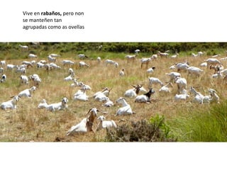 Vive en rabaños, pero non
se manteñen tan
agrupadas como as ovellas
 