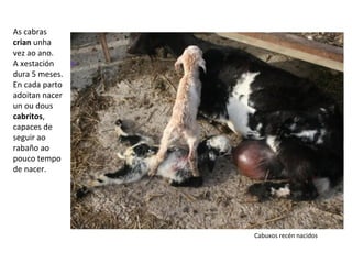 As cabras
crian unha
vez ao ano.
A xestación
dura 5 meses.
En cada parto
adoitan nacer
un ou dous
cabritos,
capaces de
seguir ao
rabaño ao
pouco tempo
de nacer.
Cabuxos recén nacidos
 