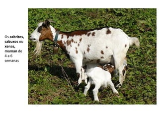 Os cabritos,
cabuxos ou
xenas,
maman de
4 a 6
semanas
 