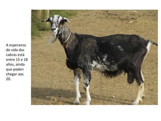 A esperanza
de vida das
cabras está
entre 15 e 18
años, aínda
que poden
chegar aos
20.
 