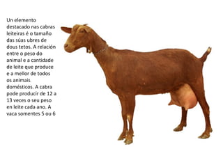 Un elemento
destacado nas cabras
leiteiras é o tamaño
das súas ubres de
dous tetos. A relación
entre o peso do
animal e a cantidade
de leite que produce
e a mellor de todos
os animais
domésticos. A cabra
pode producir de 12 a
13 veces o seu peso
en leite cada ano. A
vaca somentes 5 ou 6
 