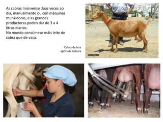 As cabras múnxense dúas veces ao
día, manualmente ou con máquinas
munxidoras, e as grandes
productoras poden dar de 3 a 4
litros diarios.
No mundo consúmese máis leite de
cabra que de vaca.
Cabra de boa
aptitude leiteira
 