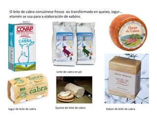 O leite de cabra consúmese fresco ou transformado en queixo, iogur…
etamén se usa para a elaboración de xabóns
Leite de cabra en pó
Xabon de leite de cabraIogur de leite de cabra Queixo de leite de cabra
 