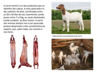 A carne tamén é un dos productos que se
obteñen das cabras. A máis apreciada é a
dos cabritos: de leite, sacrificados entre
os 20 e 30 días do seu nacemento, cando
pesan entre 7 e 9 kg, ou recén destetados
cando cumplen os dous meses. A carne
dos animais adultos non é tan apreciada
porque desprende o olor característico da
especie, que, sobre todo, nos machos é
moi forte.
Cabra dunha raza productora de carne
 