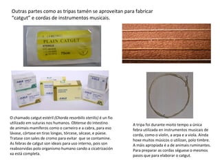 O chamado catgut estéril (Chorda resorbilis sterilis) é un fio
utilizado em suturas nos humanos. Obtense do intestino
de animais mamíferos como o carneiro e a cabra, para eso
lávase, córtase en tiras longas, tórcese, sécase, e púese.
Tratase con sales de cromo para evitar que se contamine.
As febras de catgut son ideais para uso interno, pois son
reabsorvidas polo organismo humano cando a cicatrización
xa está completa.
A tripa foi durante moito tempo a única
febra utilizada en instrumentos musicais de
corda, como o violin, a arpa e a viola. Aínda
hoxe muitos músicos o utilizan, polo timbre.
A máis apropiada é a de animais ruminantes.
Para preparar as cordas séguese o mesmos
pasos que para elaborar o catgut.
Outras partes como as tripas tamén se aproveitan para fabricar
“catgut” e cordas de instrumentos musicais.
 