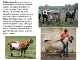Anglo-nubian. Esta raza creouse en
Inglaterra por cruzamento de cabras
inglesas con cabras orientales de
orellas caídas de Exipto, a India,
Abisinia… É unha raza de doble
aptitude usada para producir carne e
leite, con produccións entre 700 e
900 kg de leite por lactancia. É unha
das cabras máis grandes e pesadas,
os machos poden chegar a 140 kg. É
unha cabra tranquila que se adapta
ben ás condicións de clima cálido. o
que máis destaca nela son as orellas
longas e caídas.
 