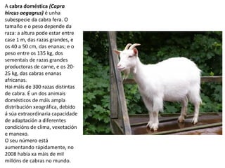 A cabra doméstica (Capra
hircus aegagrus) é unha
subespecie da cabra fera. O
tamaño e o peso depende da
raza: a altura pode estar entre
case 1 m, das razas grandes, e
os 40 a 50 cm, das enanas; e o
peso entre os 135 kg, dos
sementais de razas grandes
productoras de carne, e os 20-
25 kg, das cabras enanas
africanas.
Hai máis de 300 razas distintas
de cabra. É un dos animais
domésticos de máis ampla
distribución xeográfica, debido
á súa extraordinaria capacidade
de adaptación a diferentes
condicións de clima, vexetación
e manexo.
O seu número está
aumentando rápidamente, no
2008 había xa máis de mil
millóns de cabras no mundo.
 