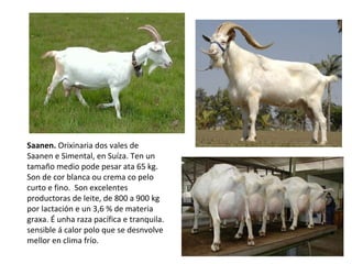 Saanen. Orixinaria dos vales de
Saanen e Simental, en Suíza. Ten un
tamaño medio pode pesar ata 65 kg.
Son de cor blanca ou crema co pelo
curto e fino. Son excelentes
productoras de leite, de 800 a 900 kg
por lactación e un 3,6 % de materia
graxa. É unha raza pacífica e tranquila.
sensible á calor polo que se desnvolve
mellor en clima frío.
 