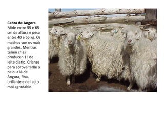 Cabra de Angora.
Mide entre 55 e 65
cm de altura e pesa
entre 40 e 65 kg. Os
machos son os máis
grandes. Mentras
teñen crías
producen 1 l de
leite diario. Críanse
para aproveitarlle o
pelo, a lá de
Angora, fina,
brillante e de tacto
moi agradable.
 