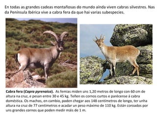 Cabra fera (Capra pyrenaica). As femias miden uns 1,20 metros de longo con 60 cm de
altura na cruz, e pesan entre 30 e 45 kg. Teñen os cornos curtos e parécense á cabra
doméstica. Os machos, en cambio, poden chegar aos 148 centímetros de longo, ter unha
altura na cruz de 77 centímetros e acadar un peso máximo de 110 kg. Están coroados por
uns grandes cornos que poden medir máis de 1 m.
En todas as grandes cadeas montañosas do mundo aínda viven cabras silvestres. Nas
da Península Ibérica vive a cabra fera da que hai varias subespecies.
 
