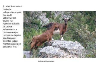 Cabras asilvestradas
A cabra é un animal
bastante
independente polo
que pode
sobrevivir sen
axuda. Hai
numerosos casos
de cabras
asilvestradas e
cimarronas que
medran en lugares
apartados de
distintas cadeas
montañosas ou en
pequenas illas.
 