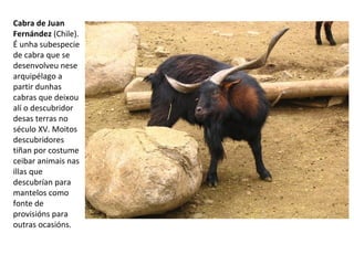 Cabra de Juan
Fernández (Chile).
É unha subespecie
de cabra que se
desenvolveu nese
arquipélago a
partir dunhas
cabras que deixou
alí o descubridor
desas terras no
século XV. Moitos
descubridores
tiñan por costume
ceibar animais nas
illas que
descubrían para
mantelos como
fonte de
provisións para
outras ocasións.
 