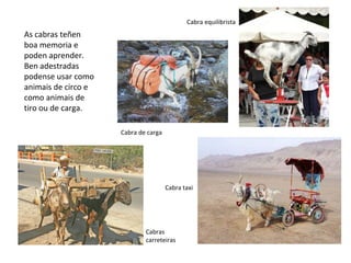 Cabra equilibrista
As cabras teñen
boa memoria e
poden aprender.
Ben adestradas
podense usar como
animais de circo e
como animais de
tiro ou de carga.
Cabra de carga
Cabras
carreteiras
Cabra taxi
 