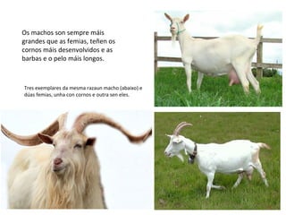 Os machos son sempre máis
grandes que as femias, teñen os
cornos máis desenvolvidos e as
barbas e o pelo máis longos.
Tres exemplares da mesma razaun macho (abaixo) e
dúas femias, unha con cornos e outra sen eles.
 