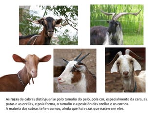 As razas de cabras distínguense polo tamaño do pelo, pola cor, especialmente da cara, as
patas e as orellas, e pola forma, o tamaño e a posición das orellas e os cornos.
A maioría das cabras teñen cornos, aínda que hai razas que nacen sen eles.
 