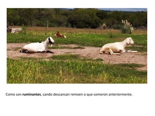 Como son ruminantes, cando descansan remoen o que comeron anteriormente.
 