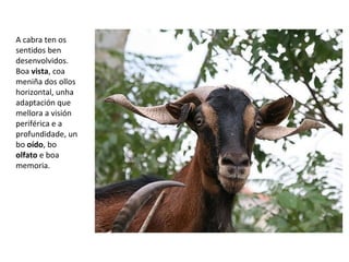 A cabra ten os
sentidos ben
desenvolvidos.
Boa vista, coa
meniña dos ollos
horizontal, unha
adaptación que
mellora a visión
periférica e a
profundidade, un
bo oído, bo
olfato e boa
memoria.
 