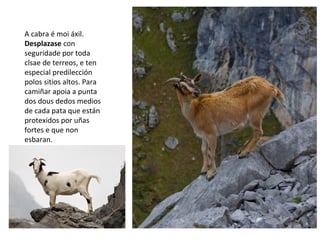 A cabra é moi áxil.
Desplazase con
seguridade por toda
clsae de terreos, e ten
especial predilección
polos sitios altos. Para
camiñar apoia a punta
dos dous dedos medios
de cada pata que están
protexidos por uñas
fortes e que non
esbaran.
 