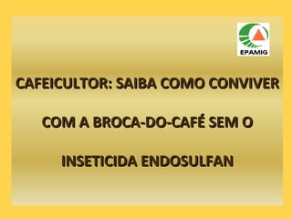 CAFEICULTOR: SAIBA COMO CONVIVER COM A BROCA-DO-CAFÉ SEM O INSETICIDA ENDOSULFAN 