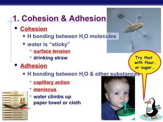 AP Biology
1. Cohesion & Adhesion
Try that
with flour…
or sugar…
 Cohesion
 H bonding between H2O molecules
 water is “sticky”
 surface tension
 drinking straw
 Adhesion
 H bonding between H2O & other substances
 capillary action
 meniscus
 water climbs up
paper towel or cloth
 