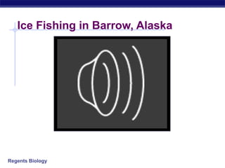 Regents Biology
Ice Fishing in Barrow, Alaska
 
