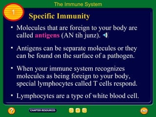 The Immune System
1
      Specific Immunity
• Molecules that are foreign to your body are
  called antigens (AN tih junz).
• Antigens can be separate molecules or they
  can be found on the surface of a pathogen.
• When your immune system recognizes
  molecules as being foreign to your body,
  special lymphocytes called T cells respond.
• Lymphocytes are a type of white blood cell.
 
