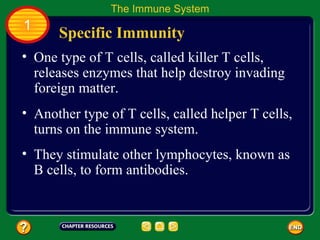 The Immune System
1
      Specific Immunity
• One type of T cells, called killer T cells,
  releases enzymes that help destroy invading
  foreign matter.
• Another type of T cells, called helper T cells,
  turns on the immune system.
• They stimulate other lymphocytes, known as
  B cells, to form antibodies.
 