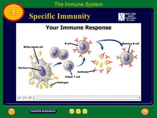 The Immune System
1
    Specific Immunity
 