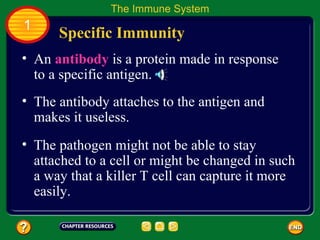 The Immune System
1
      Specific Immunity
• An antibody is a protein made in response
  to a specific antigen.
• The antibody attaches to the antigen and
  makes it useless.
• The pathogen might not be able to stay
  attached to a cell or might be changed in such
  a way that a killer T cell can capture it more
  easily.
 