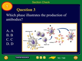 Section Check
1
       Question 3
Which phase illustrates the production of
antibodies?


A. A
B. B
C. C
D. D


                                  NC: 7.02
 