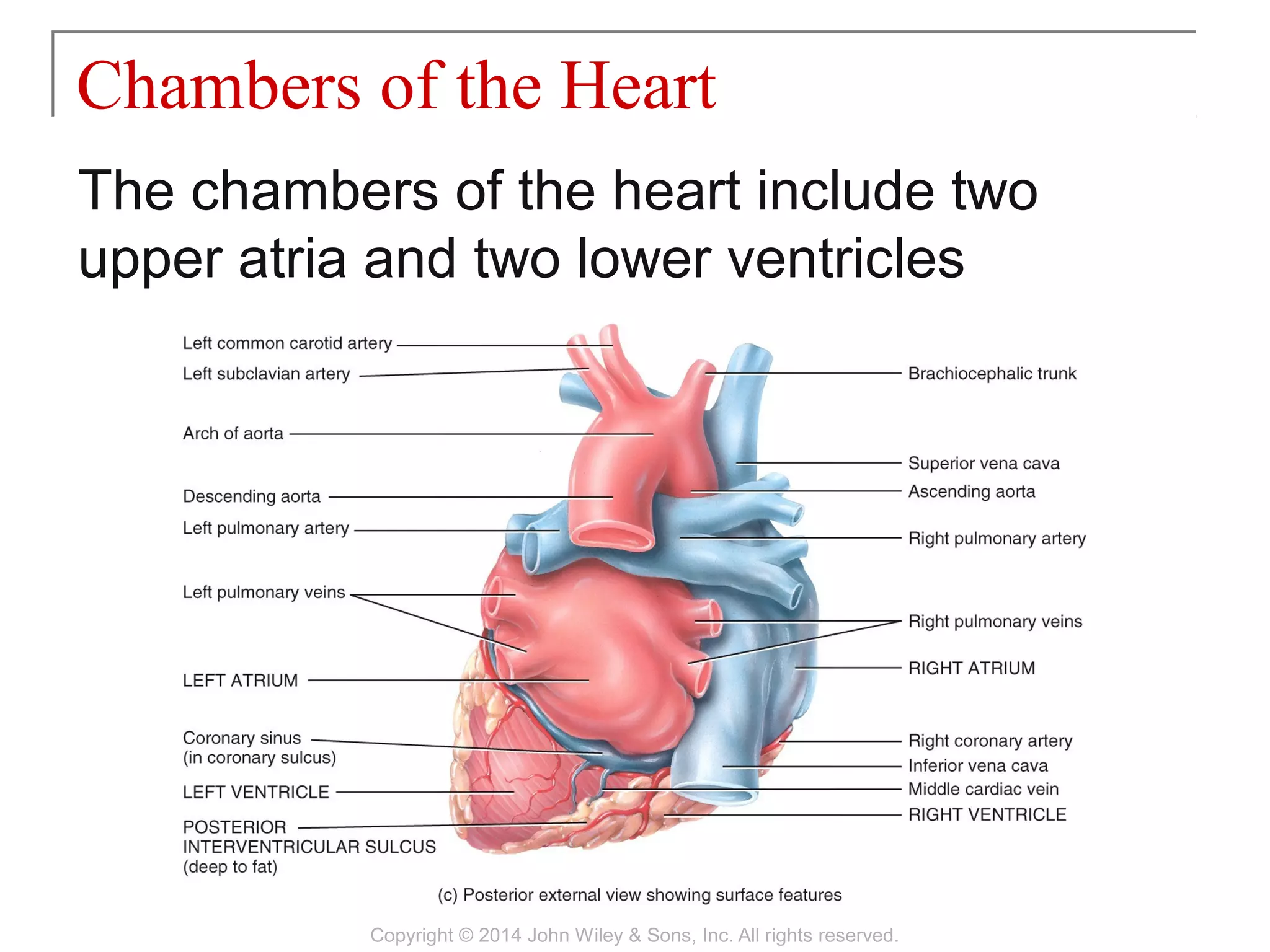 20 [chapter 20 the cardiovascular system the heart] | PPT