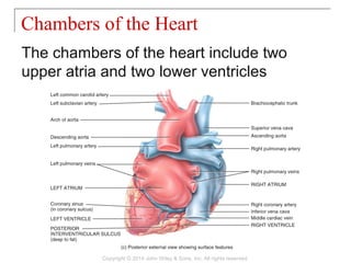 The chambers of the heart include two
upper atria and two lower ventricles
Chambers of the Heart
Copyright © 2014 John Wiley & Sons, Inc. All rights reserved.
 
