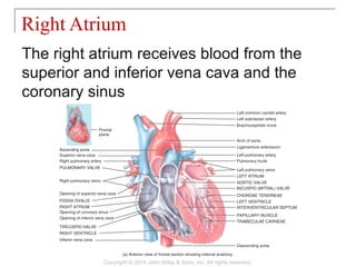 The right atrium receives blood from the
superior and inferior vena cava and the
coronary sinus
Right Atrium
Copyright © 2014 John Wiley & Sons, Inc. All rights reserved.
 