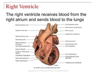 The right ventricle receives blood from the
right atrium and sends blood to the lungs
Right Ventricle
Copyright © 2014 John Wiley & Sons, Inc. All rights reserved.
 
