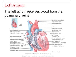 The left atrium receives blood from the
pulmonary veins
Left Atrium
Copyright © 2014 John Wiley & Sons, Inc. All rights reserved.
 