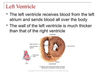  The left ventricle receives blood from the left
atrium and sends blood all over the body
 The wall of the left ventricle is much thicker
than that of the right ventricle
Left Ventricle
Copyright © 2014 John Wiley & Sons, Inc. All rights reserved.
 