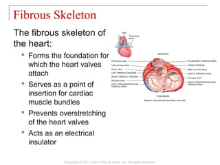 The fibrous skeleton of
the heart:
 Forms the foundation for
which the heart valves
attach
 Serves as a point of
insertion for cardiac
muscle bundles
 Prevents overstretching
of the heart valves
 Acts as an electrical
insulator
Fibrous Skeleton
Copyright © 2014 John Wiley & Sons, Inc. All rights reserved.
 