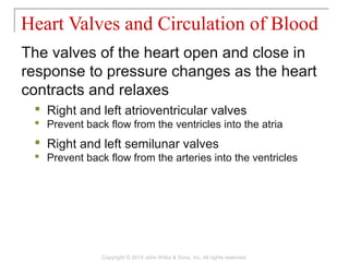 The valves of the heart open and close in
response to pressure changes as the heart
contracts and relaxes
 Right and left atrioventricular valves
 Prevent back flow from the ventricles into the atria
 Right and left semilunar valves
 Prevent back flow from the arteries into the ventricles
Heart Valves and Circulation of Blood
Copyright © 2014 John Wiley & Sons, Inc. All rights reserved.
 