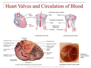 Heart Valves and Circulation of Blood
Copyright © 2014 John Wiley & Sons, Inc. All rights reserved.
 